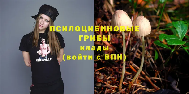 Галлюциногенные грибы Psilocybe  цены наркотик  Ейск 